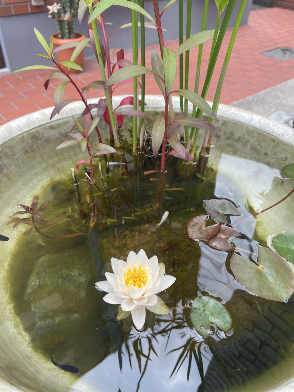 2025年度　睡蓮の花🪷
