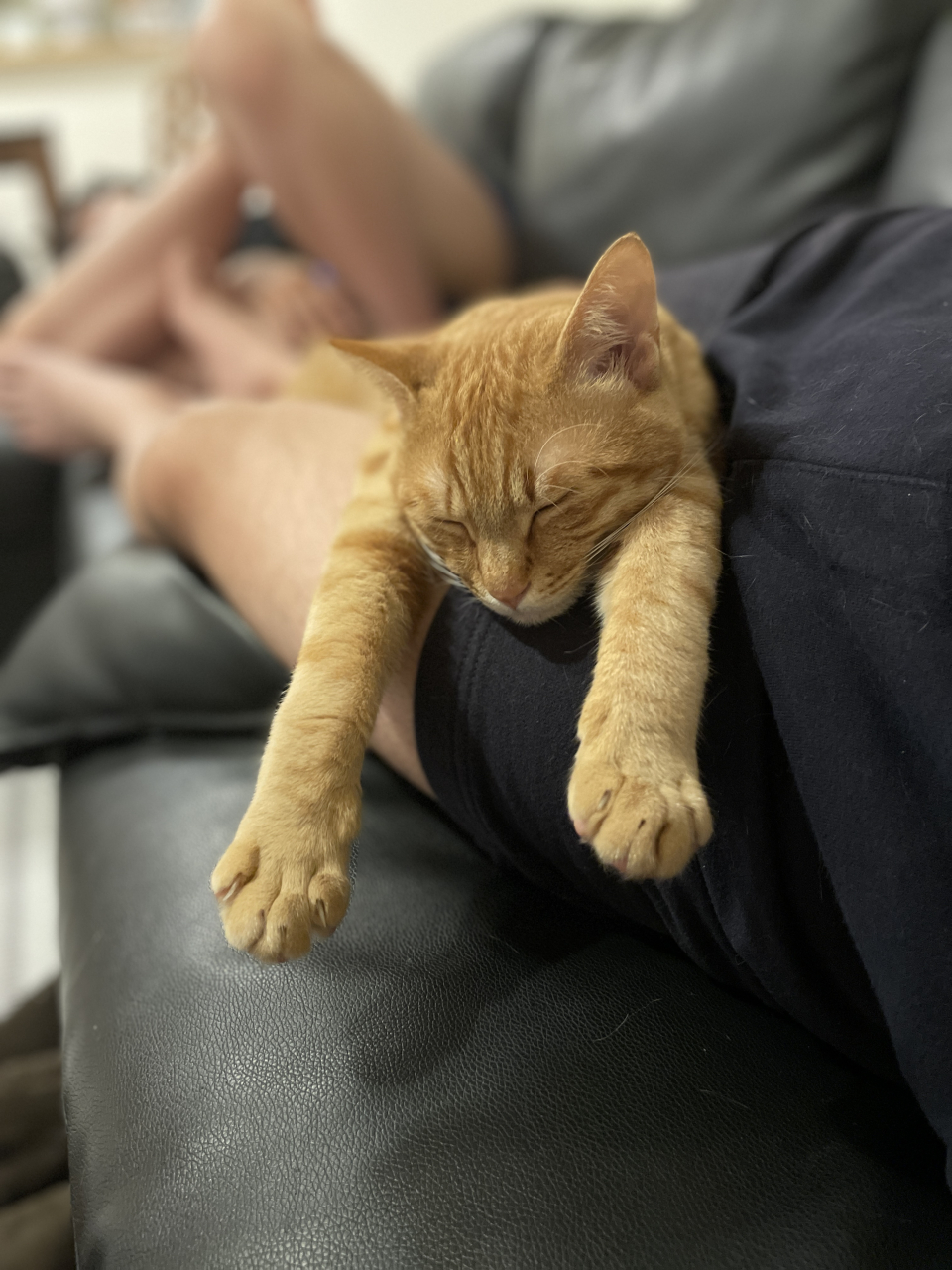 ねこ🐈