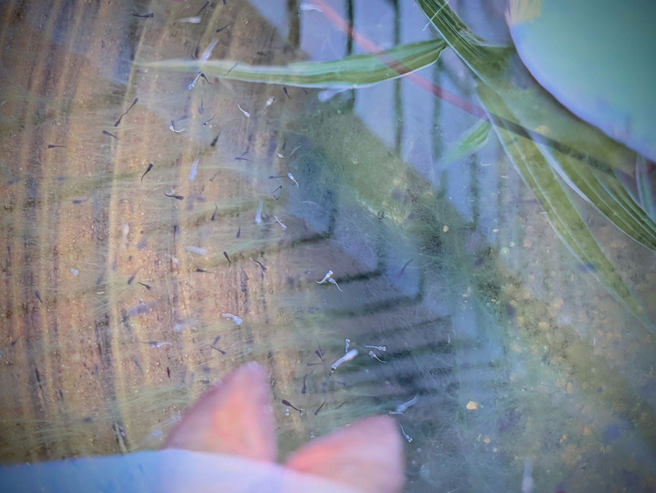 メダカの稚魚🐟お譲りします🌟